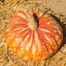 25 Seeds One Too Many Pumpkin Seeds For Garden Planting Easy to Grow