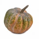 25 Seeds Mquee De Provence Pumpkin Seeds For Garden Planting Easy to Grow