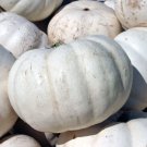 25 Seeds Lumina Pumpkin Seeds For Garden Planting Easy to Grow