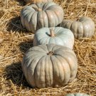 25 Seeds Jarrahdale Pumpkin Seeds For Garden Planting Easy to Grow