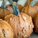 25 Seeds Grizzly Bear Pumpkin Seeds For Garden Planting Easy to Grow