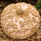 25 Seeds Galeux Deysines Pumpkin Seeds For Garden Planting Easy to Grow