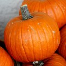 25 Seeds Connecticut Field Pumpkin Seeds For Garden Planting Easy to Grow