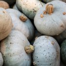25 Seeds Blue Kursquash Seeds For Garden Planting Easy to Grow