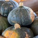 25 Seeds Buttercup Squash Seeds For Garden Planting Easy to Grow