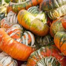 25 Seeds Turban Squash Seeds For Garden Planting Easy to Grow