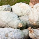 25 Seeds Hubbard Squash Seeds For Garden Planting Easy to Grow