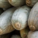 25 Seeds Guatemalan Blue Squash Seeds For Garden Planting Easy to Grow