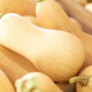 25 Seeds Butternut Squash Seeds For Garden Planting Easy to Grow