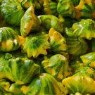 25 Seeds Flying Saucer Squash Seeds For Garden Planting Easy to Grow