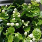 13 seeds Jasmine Fragrant flower seeds