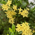 5 Seed Rare Yellow Ixora Coccinea, Jungle Geranium