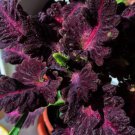 25 Seeds Coleus Black Dragon Non-GMO