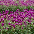 200 Purple Globe Amaranth Gomphrena Seeds 200 Purple Globe Amaranth Gomphrena Seeds
