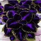 25 Black Purple Coleus Seeds Bold Foliage Plant Easy to Grow for Garden