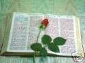  702 Pages Ebook The King James Bible FREE SHIPPING