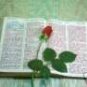  702 Pages Ebook The King James Bible FREE SHIPPING