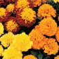  Want Great Marigolds This Spring? GREAT BLOOM 100 Seeds