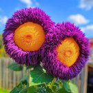 50 Purple Yellow Teddy Bear Sunflower Seeds Rare Enchanting Variety