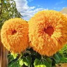 50 Yellow Teddy Bear Sunflower Seeds Enchanting Garden Flower