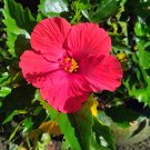 100 Seeds Red Hibiscus Beautiful Hardy Perennials Easy Grow - Fast SHipping 100 Seeds Red Hibiscus Beautiful Hardy Perennials Easy Grow - Fast SHipping