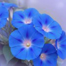 400 Seeds Heavenly Blue Morning Glory Hummingbirds Flower Easy Grow - Fast SHipping