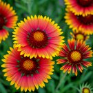 600 Seeds Indian Blanket Flower Heirloom Non Gmo Hummingbird Easy Grow - Fast SHipping