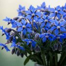 200 Seeds Blue Borage Spring Herb Repellent Flower Easy Grow - Fast SHipping