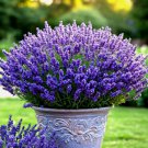 800 Seeds Lavender Vera Perennial Spring Mosquito Easy Grow - Fast SHipping