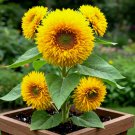 100 Seeds Dwarf Teddy Bear Sunflower Spring Mix Easy Grow - Fast SHipping