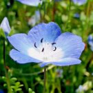 1000 Seeds Baby Blue Eyes Flower Groundcover Drought Wildflower Easy Grow - Fast SHipping