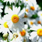 15000 Seeds German Chamomile Non Gmo Heirloom Flower Easy Grow - Fast SHipping