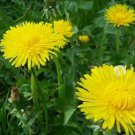 1000 Seeds Dandelion  Spring Microgreens Salads Easy Grow - Fast SHipping