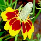 300 Seeds Mexican Hat Spring Perennial Rare Drought Easy Grow - Fast SHipping