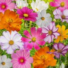 70 Seeds Cosmos Flowers Mix 10 Beautiful Cosmos Varieties Colorful Easy Grow - Fast SHipping