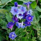 100 Seeds Morning Glory Beautiful Perennial Climbing Flowers Easy Grow - Fast SHipping