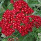 3500 Seeds Red Yarrow Rubra Perennial Herb Butterflies Easy Grow - Fast SHipping