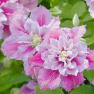 25 Seeds Double Pink White Clematis Flowers Easy Grow - Fast SHipping