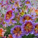 100 Seeds Chilean Morning Glory Mixed Color Easy Grow - Fast SHipping
