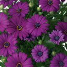 200 Seeds Dark Purple Cape Daisy For Garden Planting Easy Grow - Fast SHipping