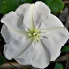 25 Seeds Moonflower White Fragrant Night Blooming Morning Glory Vine Easy Grow - Fast SHipping