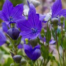 500 Seeds Blue Balloon Flower Easy Grow - Fast SHipping