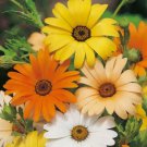 100 Seeds African Daisy Heirloom Non Gmo Flower Easy Grow - Fast SHipping
