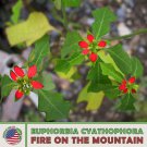 10 Fire On The Mountain Seeds Euphorbia Cyathophor Wild Poinsettia Fast Growing