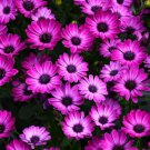 1000 Violet Flower Seeds Gentle Perennial Flowers For Planting Garden