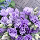 Platycodon Purple Seeds Indoor Four Seasons Easy To Live Potted Flowers