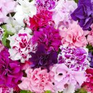 300 Double Flower Morning Glory Seeds For Planting In Your Home Garden 300 Double Flower Morning Glory Seeds For Planting In Your Home Garden