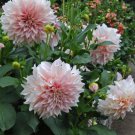 Exotic Mix Dahlia Seeds Exotic Mix Large Package 100 Seeds