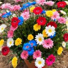 100 Graybela Seeds Mixed Color Packaging Containing Pink And Yellow