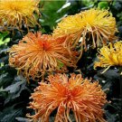 50 Japanese Begonia Seeds Exotic Spider Petals Autumn Garden